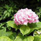 Hydrangea (Hortensia)