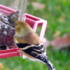 American Goldfinch