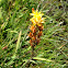 Basterd asphodel