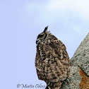 Grayish Eagle Owl