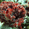 unnamed sea sponge