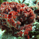 unnamed sea sponge