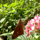 Canna Skipper