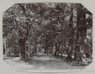 Bomen aan de Lichtenthaler Allee te Baden-Baden