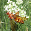 Western Cicada Killer (female)