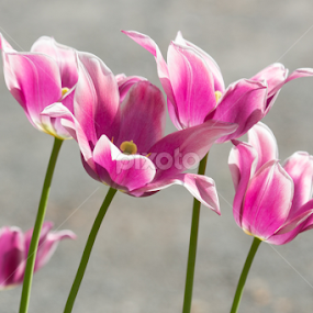Pink Tulips by Merina Tjen - Lim - Flowers Flower Gardens