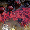 Waratah anemone