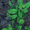 Serviceberry shrub