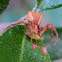 Trapezoid Spider with prey
