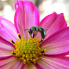 Iridescent green bee