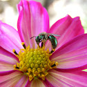 Iridescent green bee