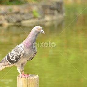 Merpati by Soen Photoworks - Animals Birds
