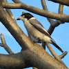 Grey Butcherbird (adult)