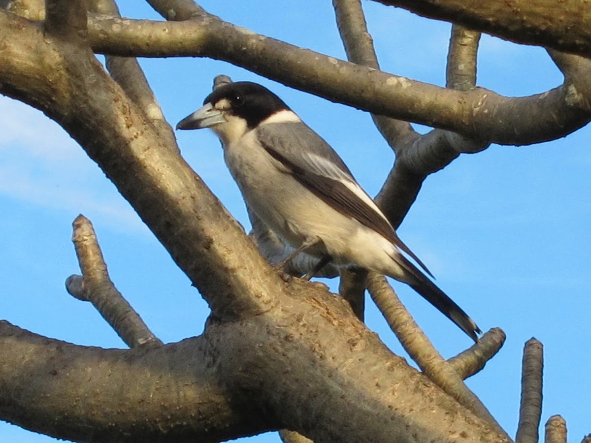 Grey Butcherbird (adult)