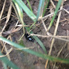 Common black ground beetle