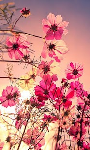Fantastic Flower Wallpaper HD - Android Apps on Google Play
