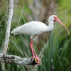 White Ibis