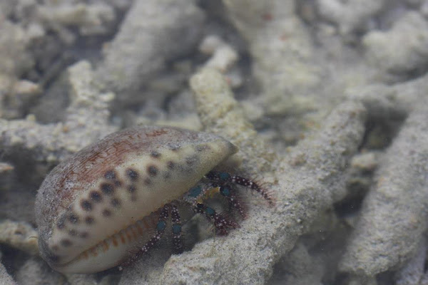 Thin Stripe Hermit Crab | Project Noah