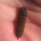 Black Soldier Fly Pupa