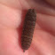 Black Soldier Fly Pupa