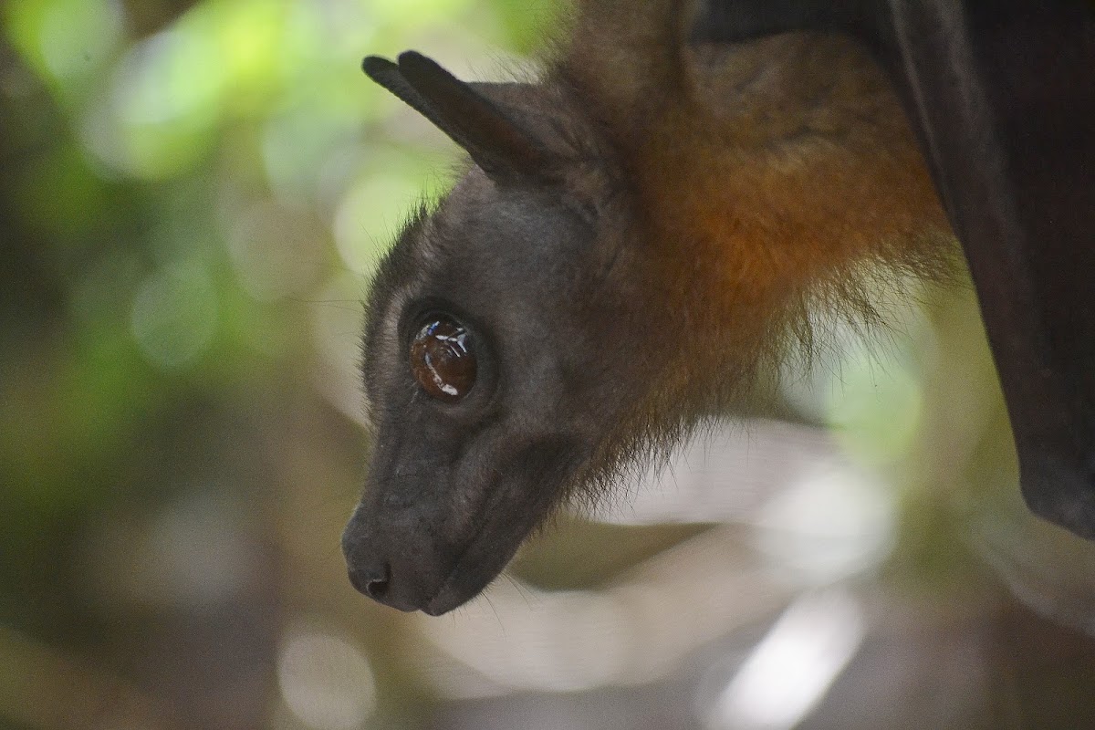 Straw-coloured Fruit Bat