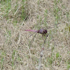 Roseate Skimmer Dragonfly (male)