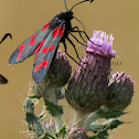 Six spotted burnet moth