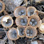 Bird's nest fungi