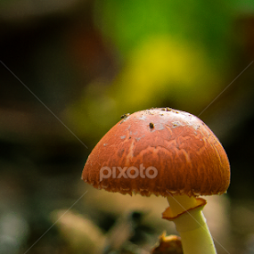 by Barak Johnson - Nature Up Close Mushrooms & Fungi