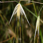 Common wild oat, Avena loca
