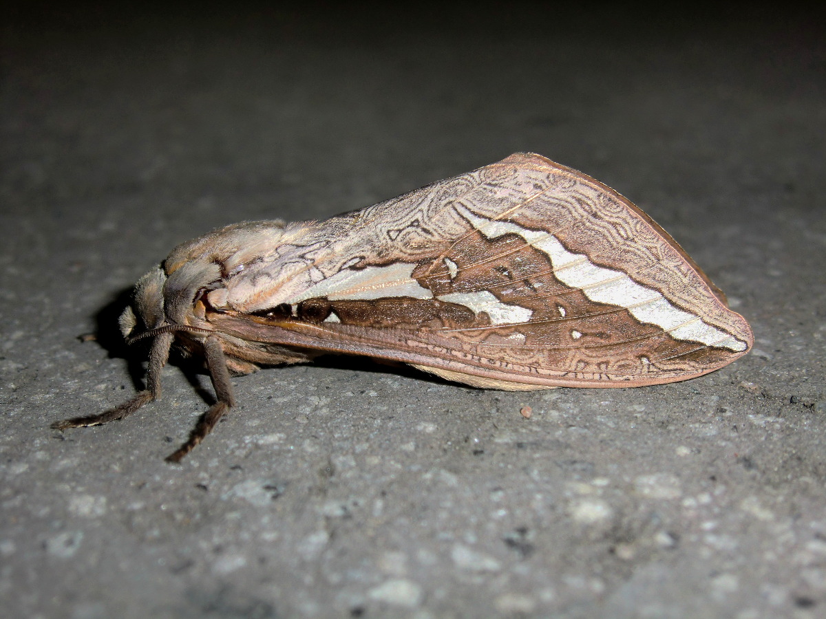 Ghost moth (♂)