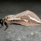 Ghost moth (♂)