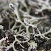 Ciliate Strap-lichen