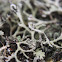 Ciliate Strap-lichen