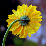 by Biljana Nikolic -  