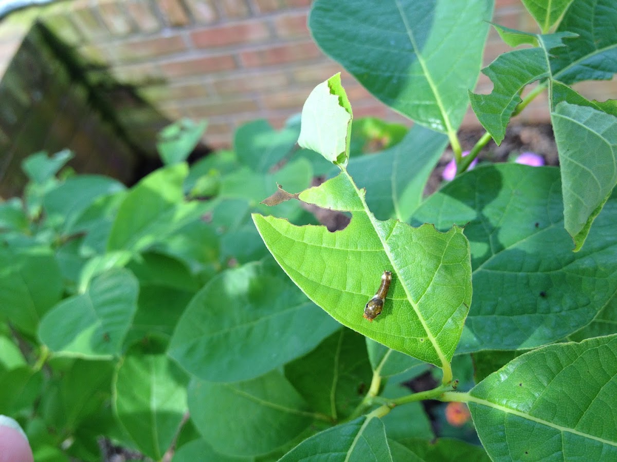 Spicebush Caterpillars