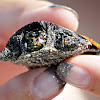 Florida Soft-shell Turtle