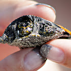 Florida Soft-shell Turtle
