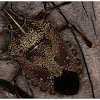 Yellow-Spotted Stink Bug
