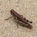 Spur-throated grasshopper