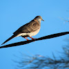 Bar-shouldered Dove