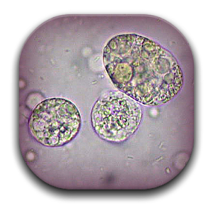 CellCounter 0.9.4