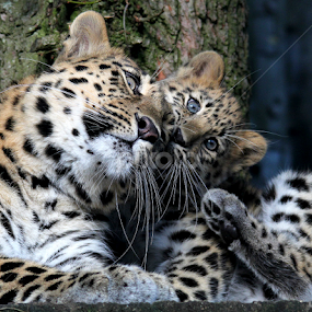 Mum & Cub by Ralph Harvey - Animals Lions, Tigers & Big Cats