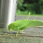 type of Katydid?