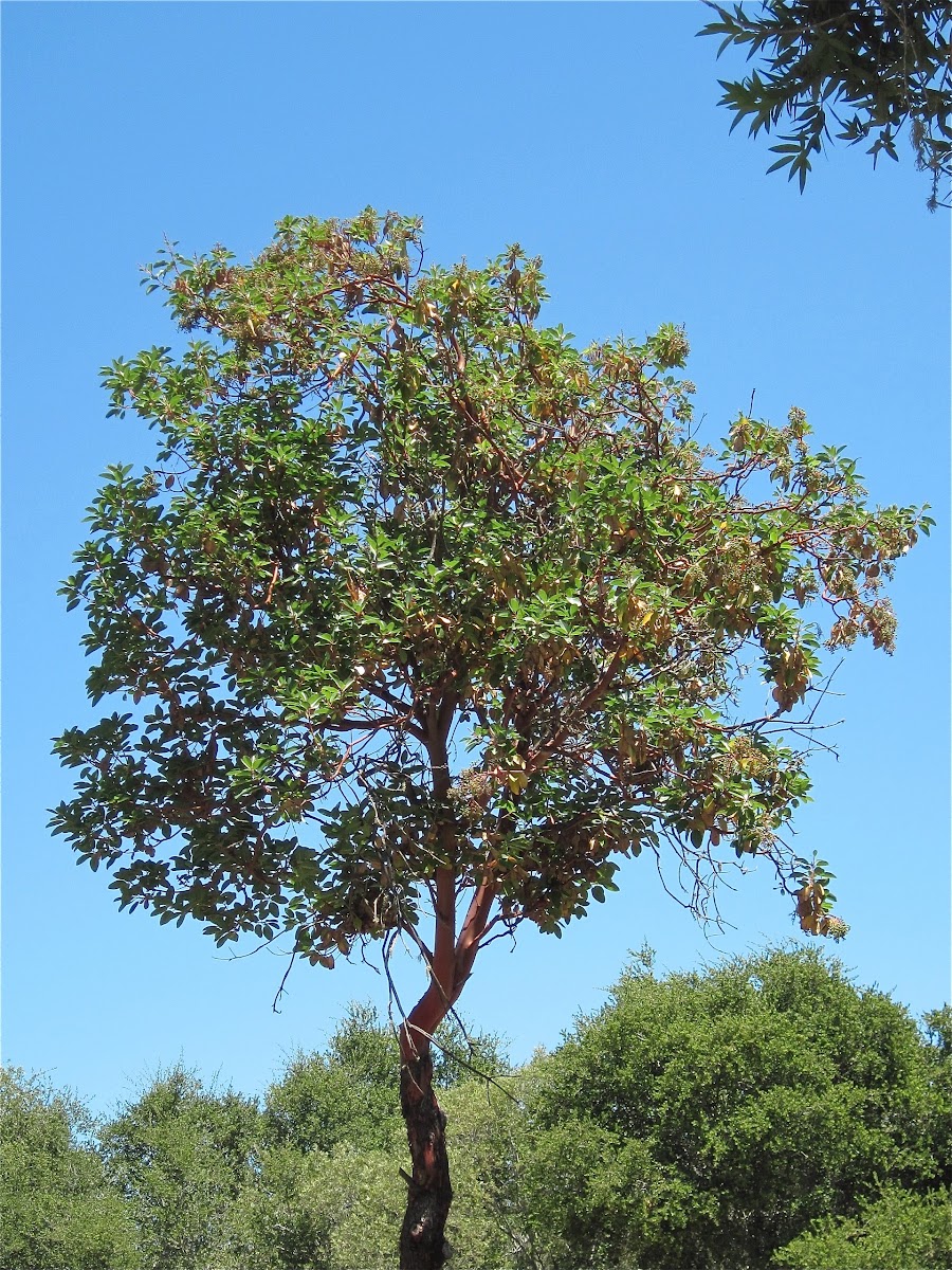 Manzanita (Arctostaphylos sp.)