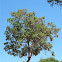 Manzanita (Arctostaphylos sp.)