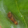 Spicebush swallowtail caterpillar (1st instar)