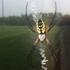 Black and Yellow Argiope