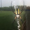 Black and Yellow Argiope