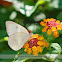 Great Southern White Butterfly